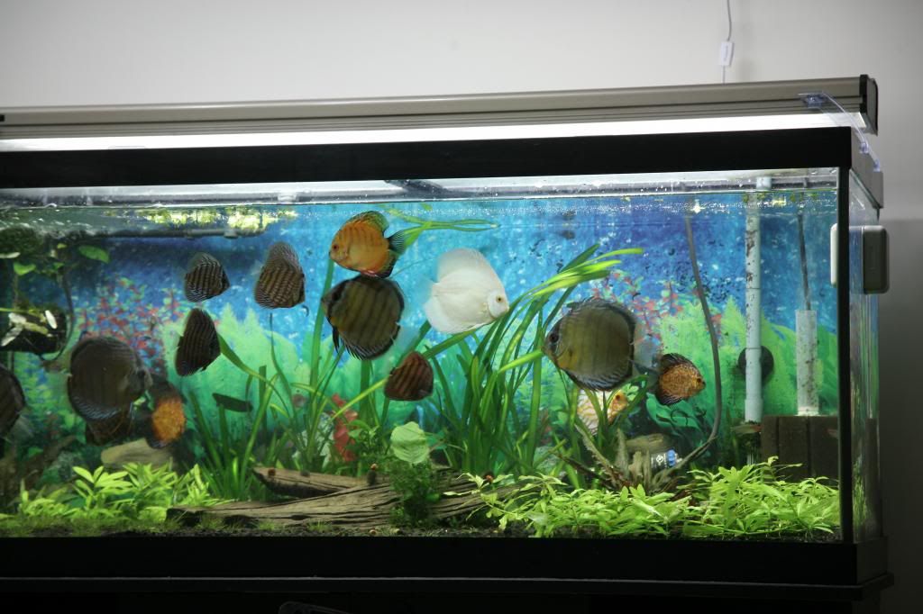75 Gallon Discus Tank [Picture Heavy]